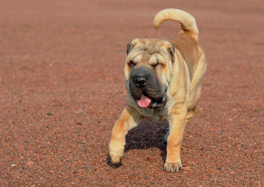 #16. Chinese Shar-Pei
